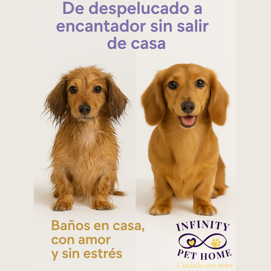 ¿Sin tiempo para el baño de tu peludo? ¡Nosotros vamos a ti!