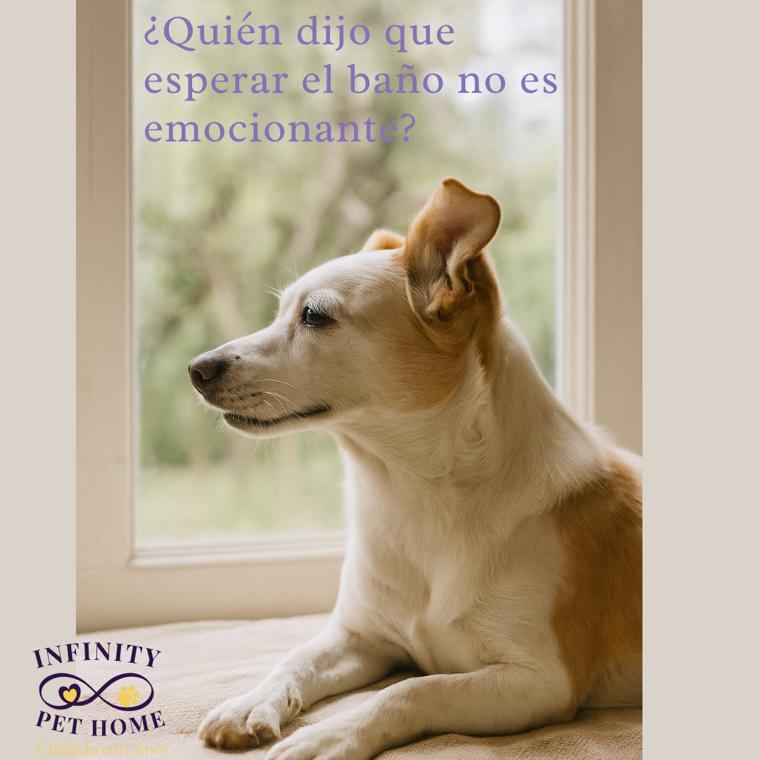 ¿Sin tiempo para el baño de tu peludo? ¡Nosotros vamos a ti!