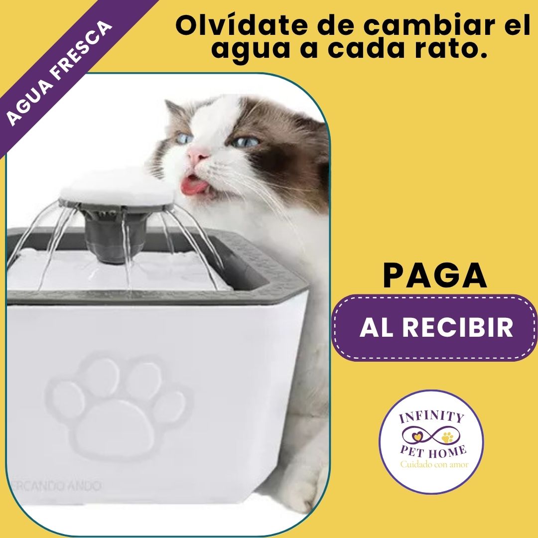 Fuente de agua premium